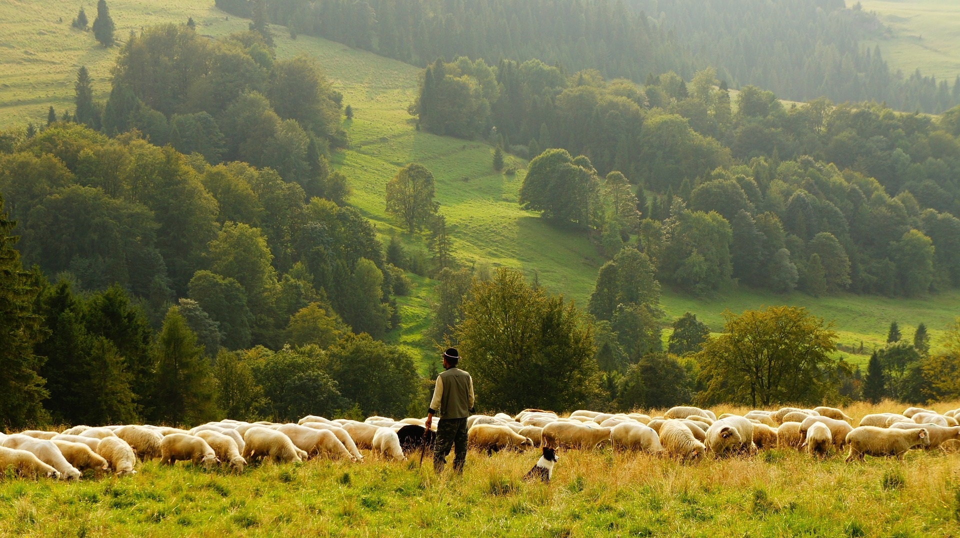 A Shepherd’s Job Description Equipping Disciples